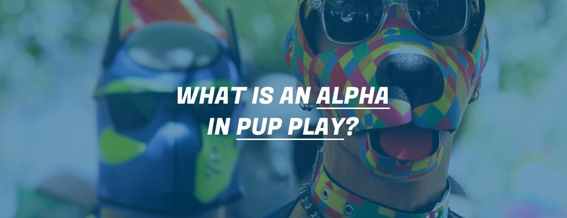 An alpha pup in their pup gear