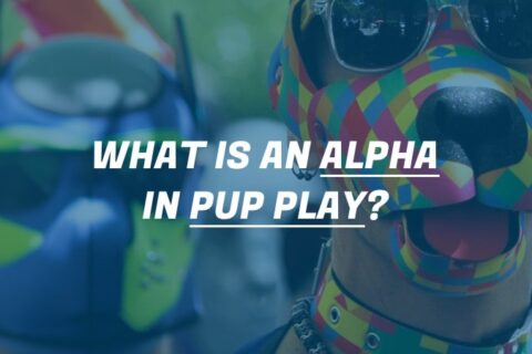 An alpha pup in their pup gear